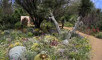 Spring wildflowers
