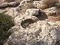 Wine press carved in rock at Rebbo