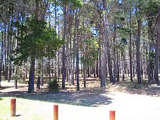 Largest block of original pine trees