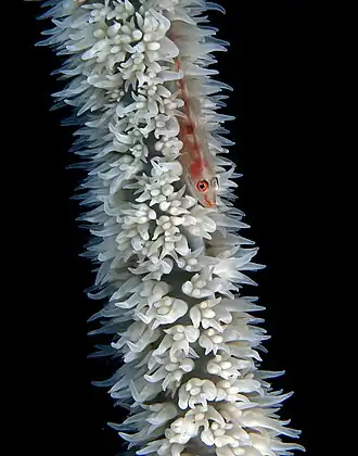 Image 3 Bryaninops yongei Photo: Nick Hobgood Bryaninops yongei is a benthic species of goby widely distributed throughout the tropical and subtropical waters of the Indian Ocean; it is commonly found living in and around coral. Although this species was discovered in 1906, its ability to propel itself quickly to escape predators makes it difficult to study. More selected pictures