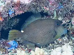 In Indonesia