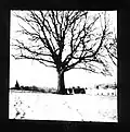 Tree in Snow (pinhole photograph)
