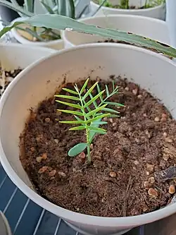 A 4 month old seedling