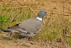 Common wood pigeon, Castelló d'Empúries, Catalonia
