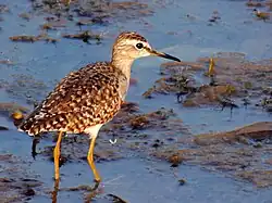 At Mangaon, Maharashtra, India.