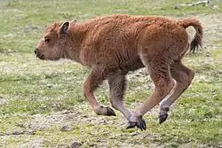 A calf galloping