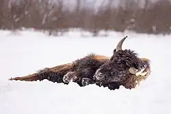 Wallowing in snow