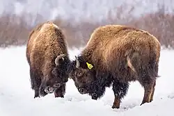 Young bulls sparring at Alaska Wildlife Conservation Center
