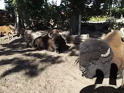 Captive animals in Nordhorn