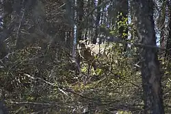 Woodland Caribou at Holt Lake in Manitoba