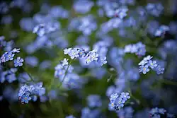 Woodland forget-me-not (Myosotis sylvatica)