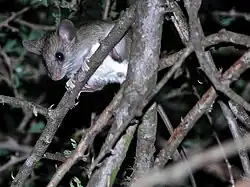 Gray rat