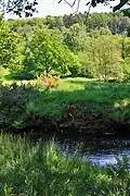 Woodland above the river Riccal
