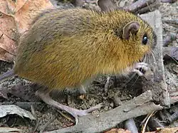 Brown mouse