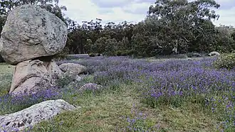Woodlands Historic Park in Greenvale serves as a native animal sanctuary, Wurundjeri heritage site, and public walking space, dotted with historical early settlement ruins.
