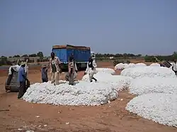 Workers preparing cotton collected near Mpessoba for pickup and transport via truck to and Koutiala