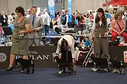Pet owners and their dogs at the World Dog Show, 2012