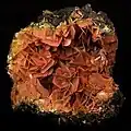 A rich jumble of tabular, reddish-brown wulfenite crystals fills the vug in the geode-like gossan matrix on this specimen