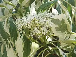 C. controversa 'Variegata', Moorbad Park, Germany