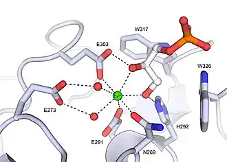 Xenopus embryonic epidermal lectin (XEEL) ligand binding site with bound D-glycerol 1-phosphate. The calcium ion is shown as a green sphere and the ordered water molecules are shown as red spheres.
