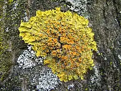 A yellow-green lichen on tree bark.