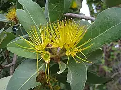 Xanthostemon paradoxus