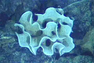 The xenophyophore, another single-celled foraminiferan, lives in abyssal zones. It has a giant shell up to 20&nbsp;cm across.[117]