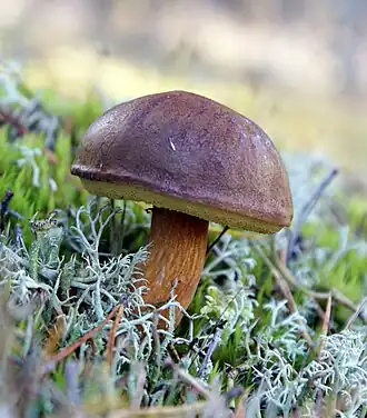 Dry specimen