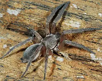 female X. aurariarum