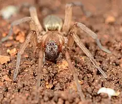 female X. vickermani