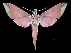 Male ventral view