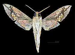 Male underside Xylophanes chiron cubanus
