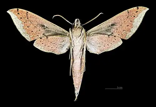 Female ventral view