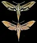 Xylophanes schreiteri