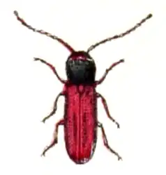 A xylophilus corticalis specimen (type of beetle)