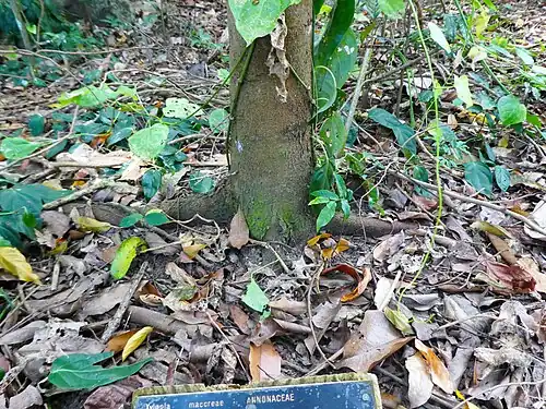 Base of trunk