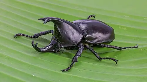 Image 12 Xylotrupes socrates Photo credit: Basile Morin Xylotrupes socrates (Siamese rhinoceros beetle, or "fighting beetle"), male, on a banana leaf. This scarab beetle is particularly known for its role in insect fighting in Northern Laos and Thailand. More selected pictures