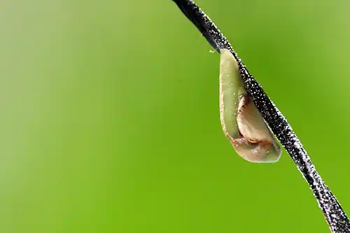 Pupa