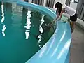A researcher feeding a finless porpoise