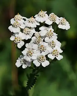white flowers