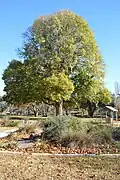 Field elm in Riverside Park, Yass, New South Wales