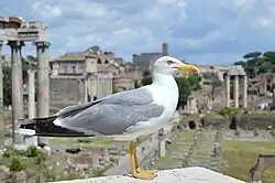 Yellow-legged gull, Rome