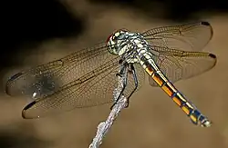Female from behind