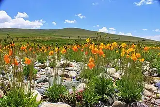 Wildflowers in the Deosai National Park of Gilgit-Baltistan