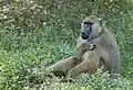 Amboseli National Park