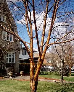 Young bark