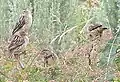 Juveniles in Debre Berhan, Ethiopia