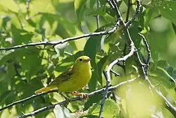 Breeding female S.&nbsp;p. aestiva, Horicon Marsh, Wisconsin, United States