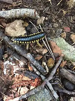 Apheloria virginiensis, North Carolina