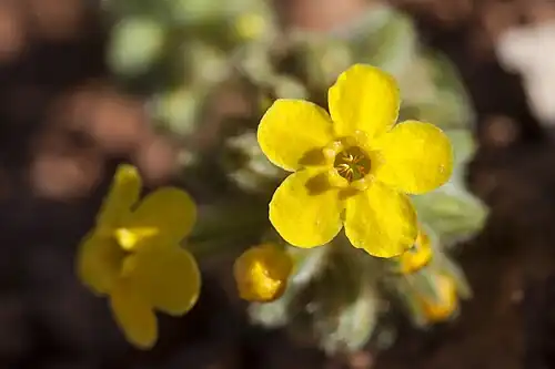 Flowers close-up